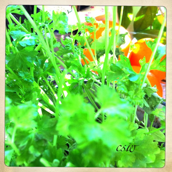 Parsley