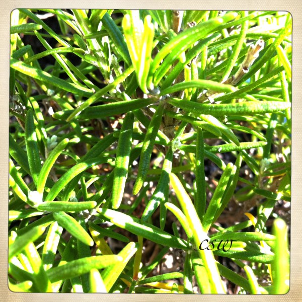 Rosemary