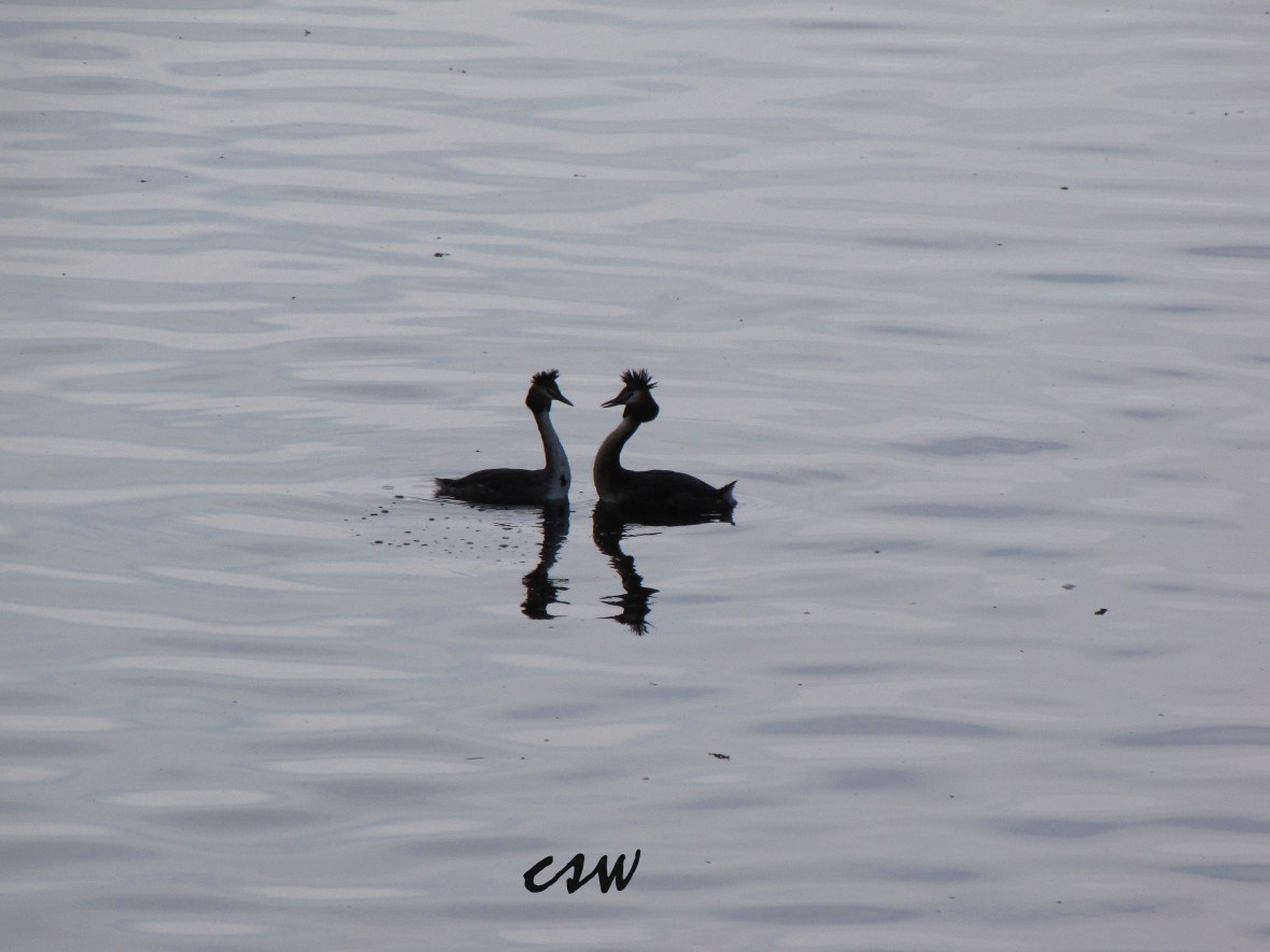 Great Crested Grebes ©csw