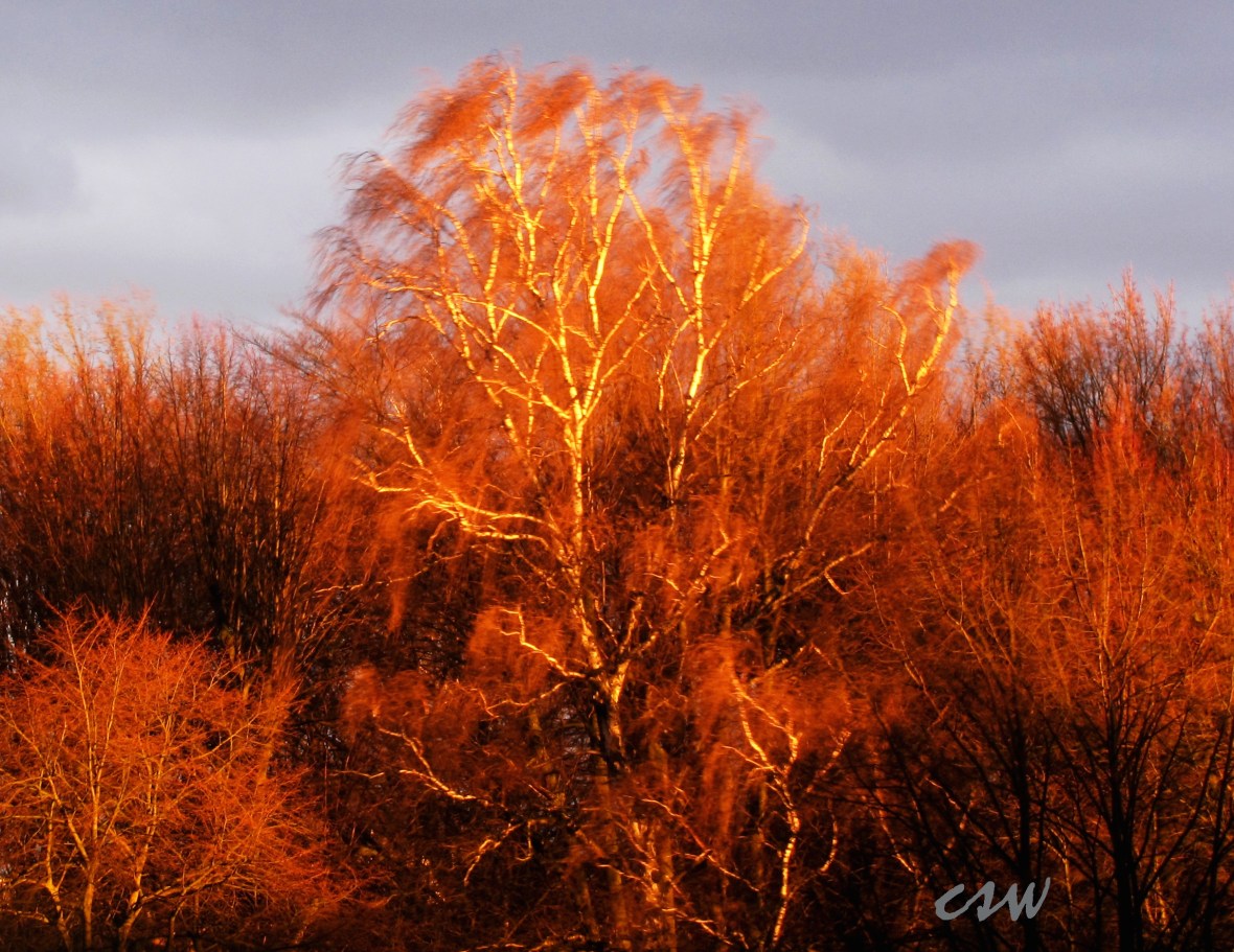 Tree On Fire/ In Evening Light