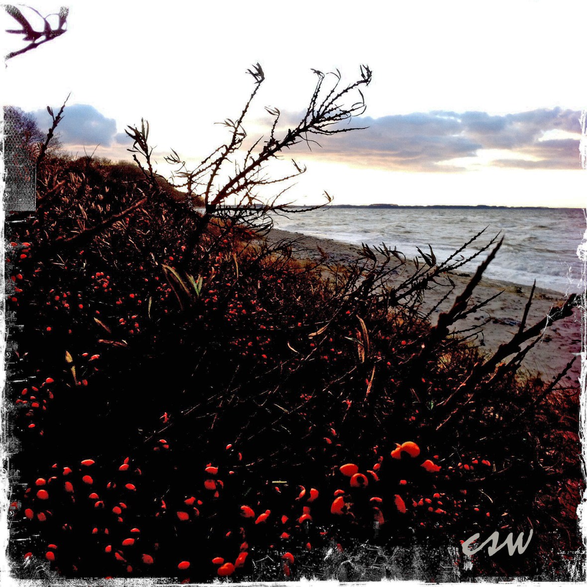 Sea Buckthorn