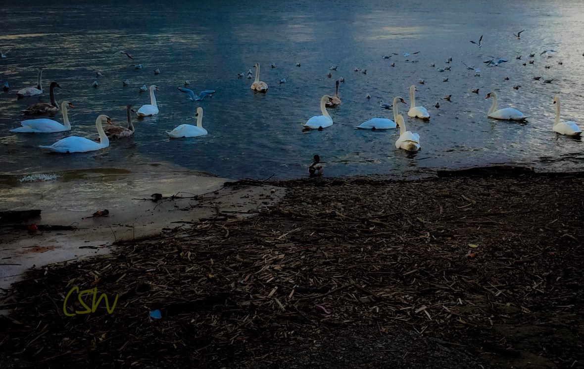 Swans By The River