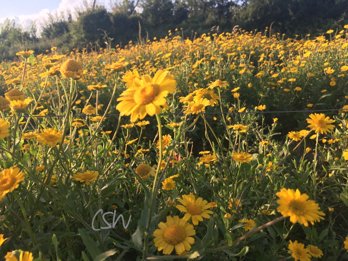 Yellow flowers in evening light