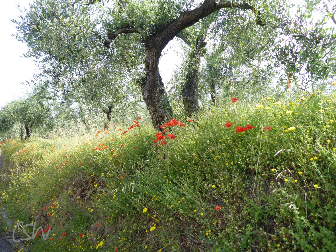 Flowers and olive groves along the road