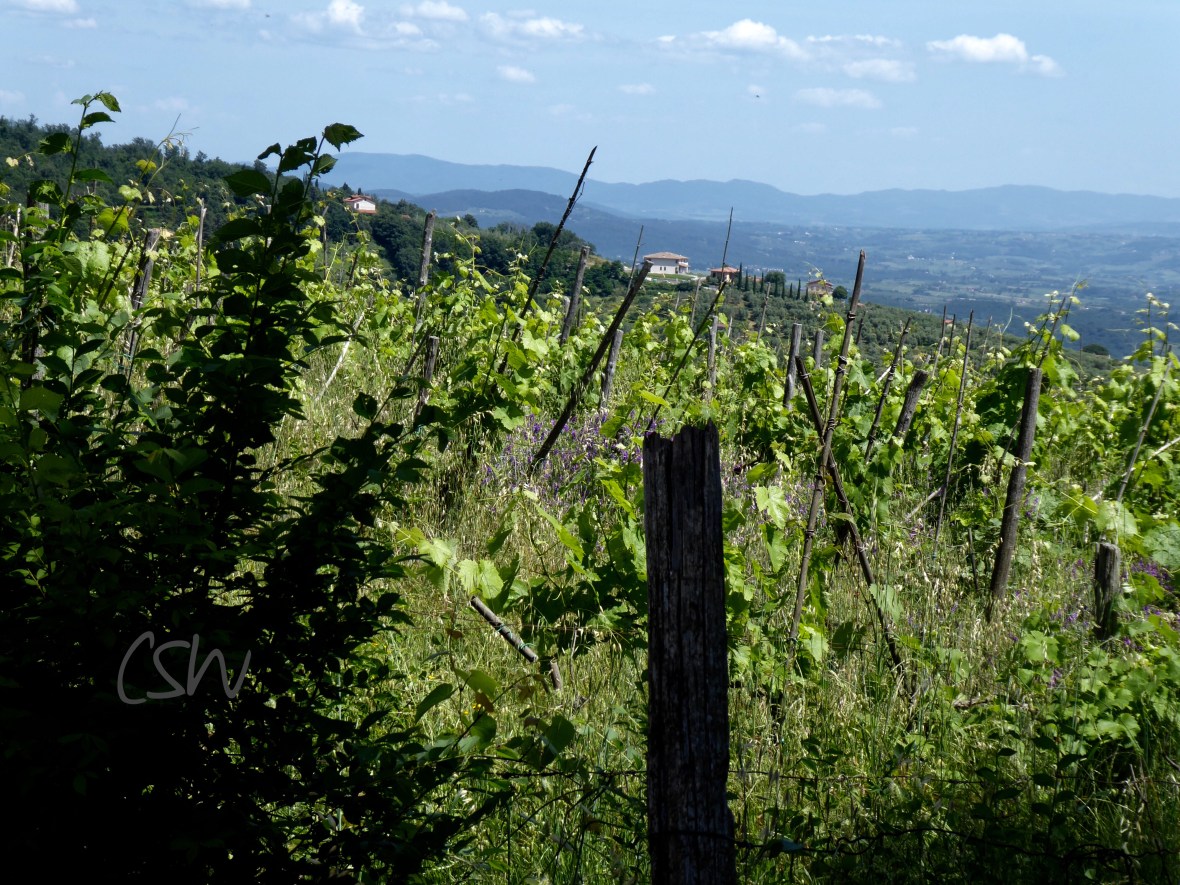 Vineyards and views