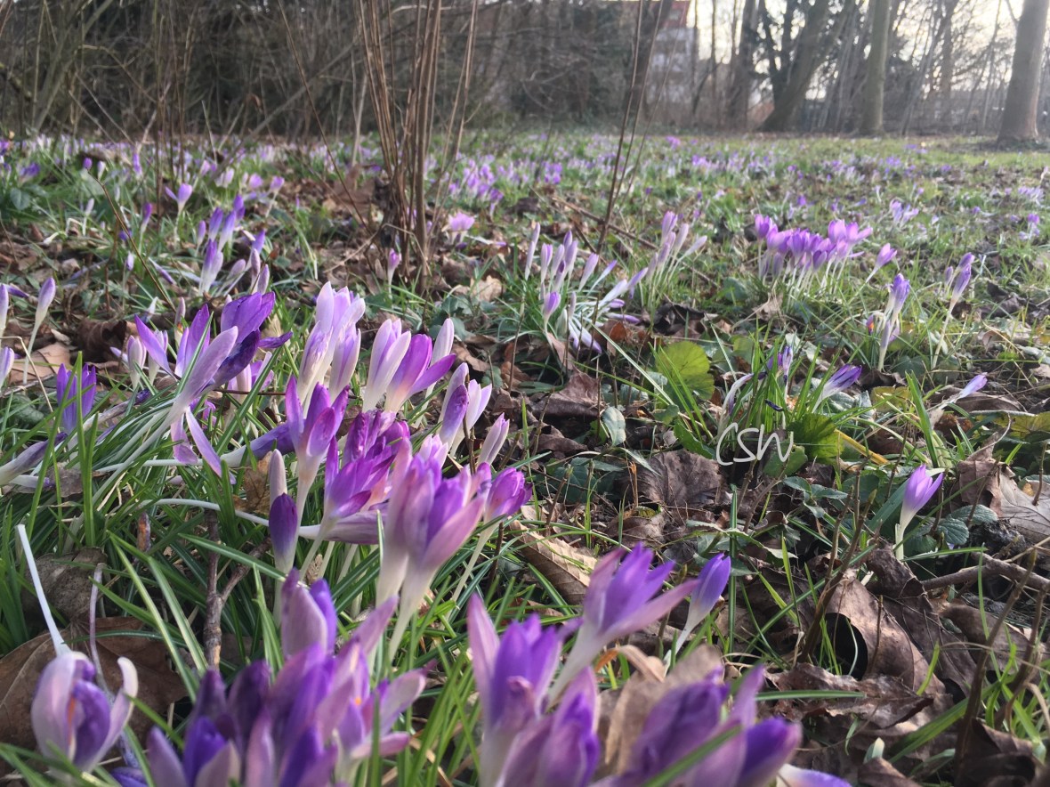 Spring and crocuses