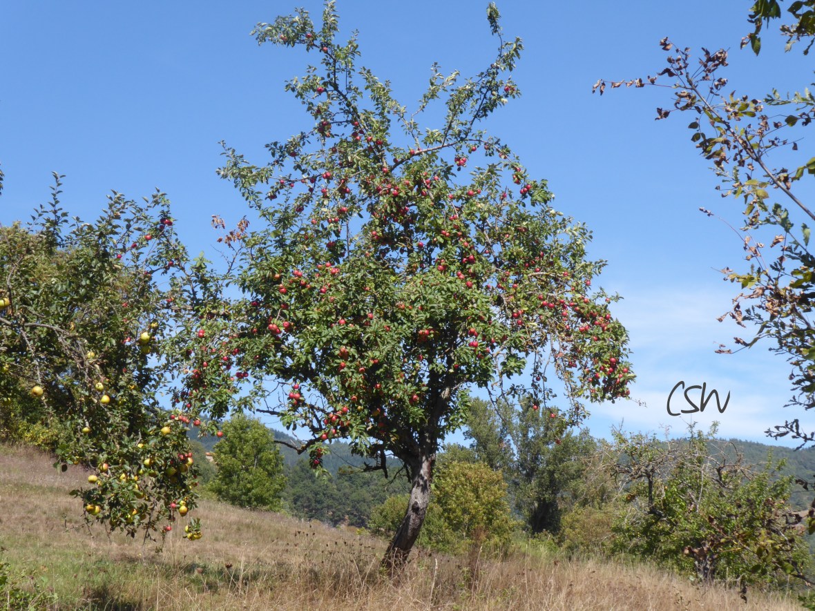 An apple tree near Pailharès
