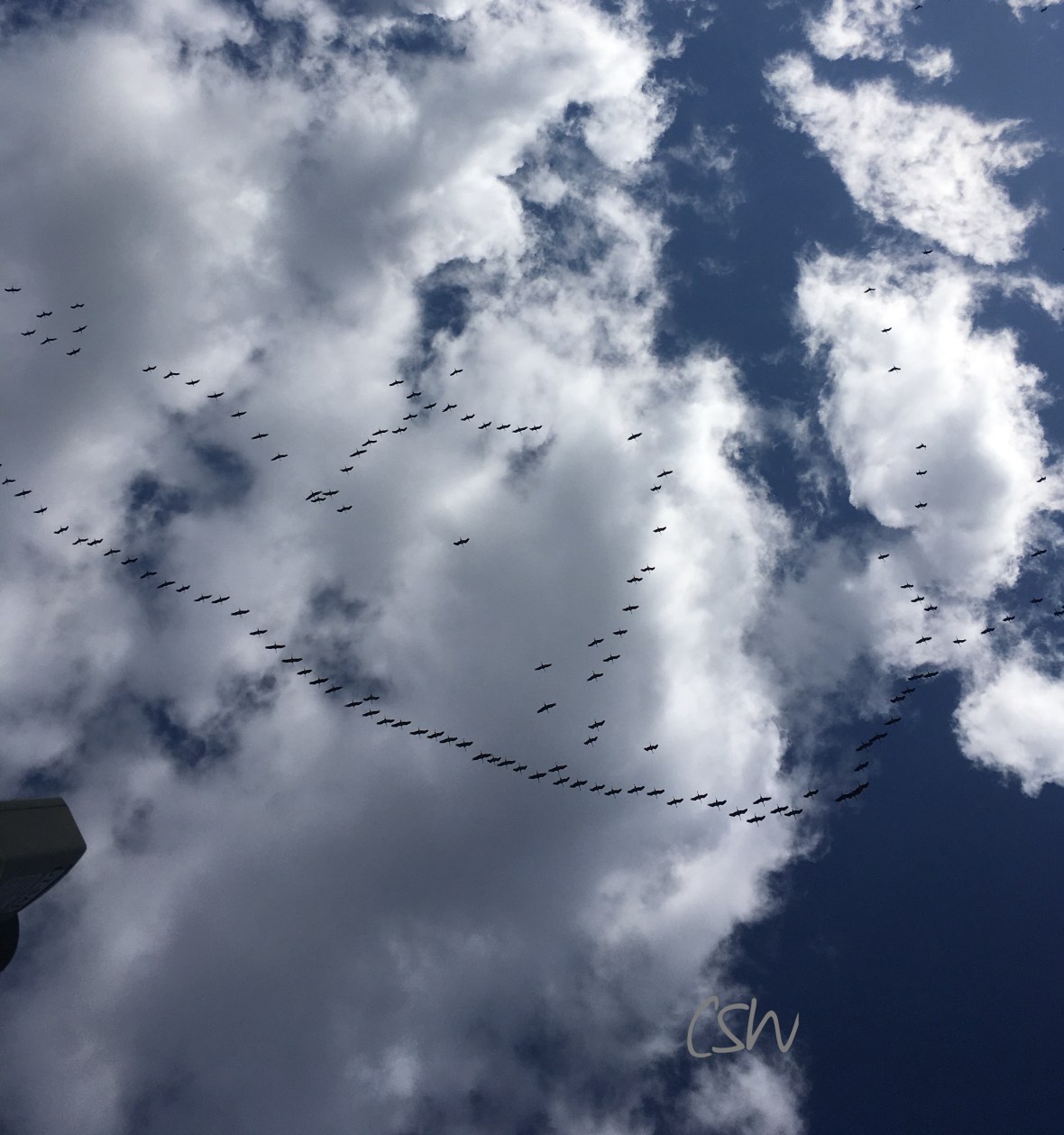 A flock of cranes - heartshaped