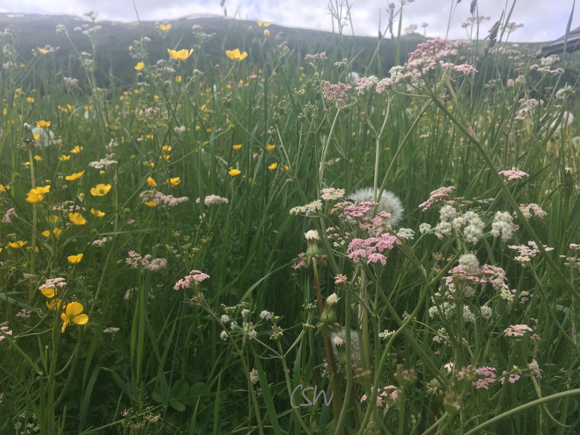Livigno, summer meadow