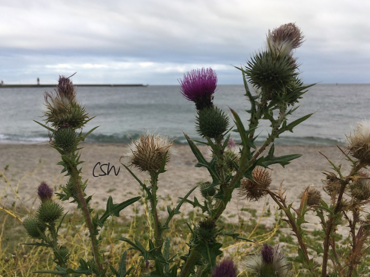 Thistles near the beach, Guilvinec. A reference to my last name :o)