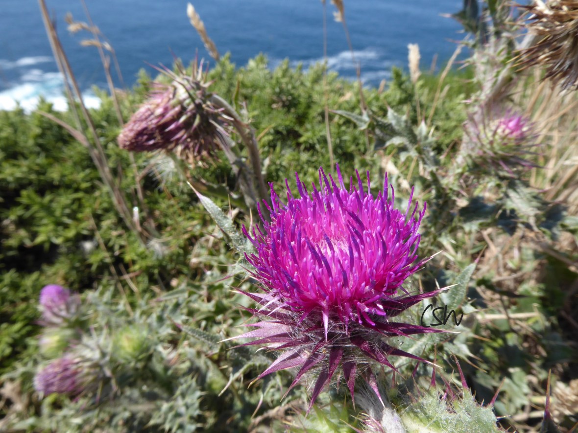 Another pretty thistle near Pointe Du Raz