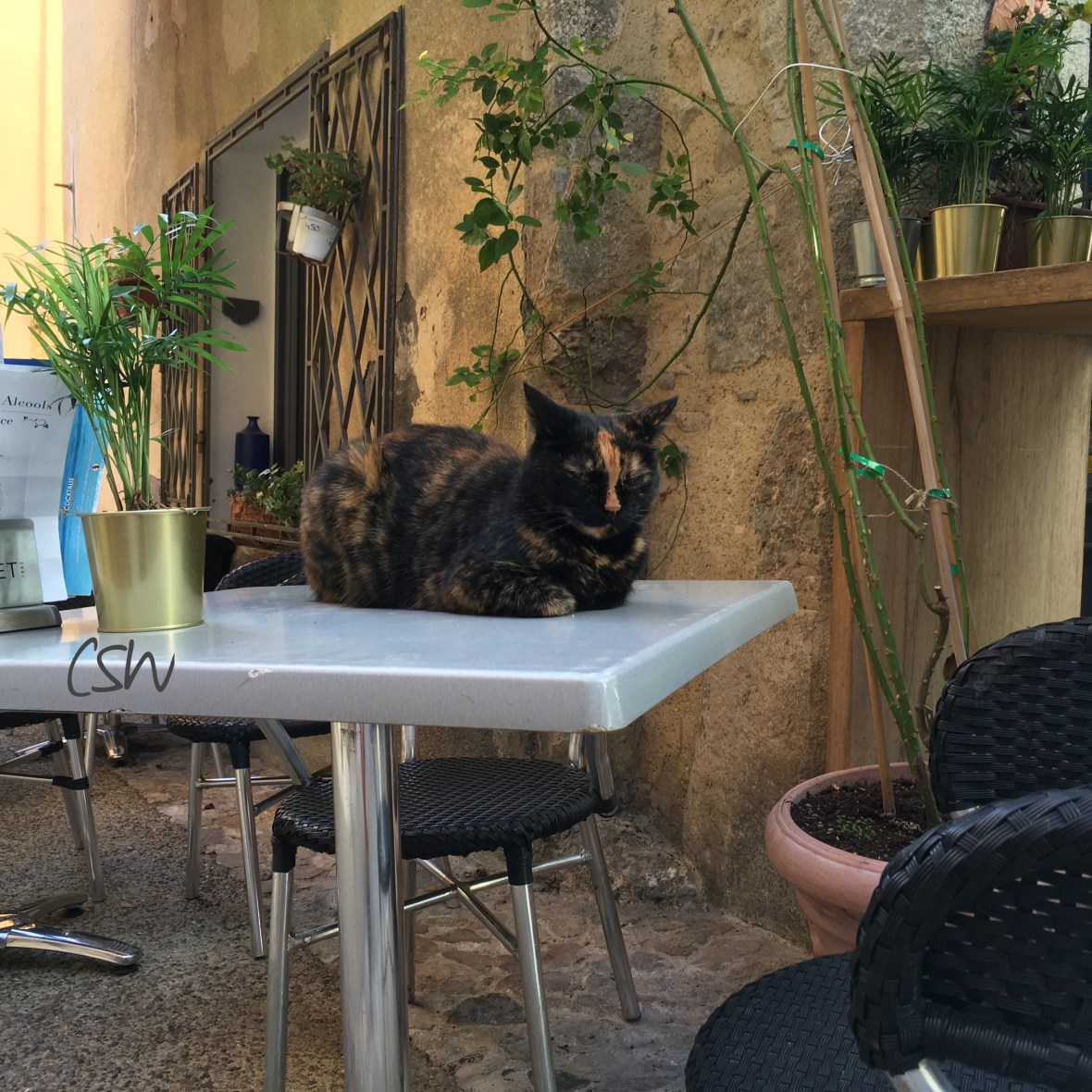 Another cat in Moustiers-Sainte-Marie, probably la reine des chats en Moustiers.