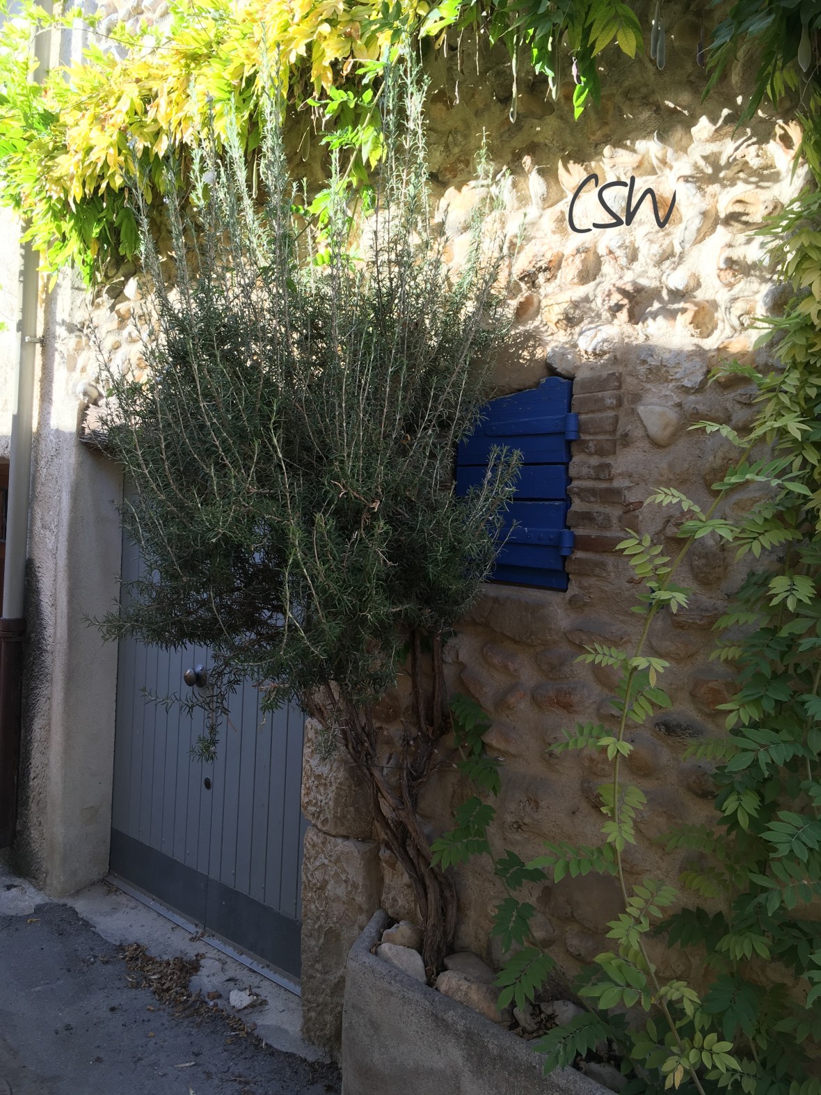 A huge rosemary bush in Valensole